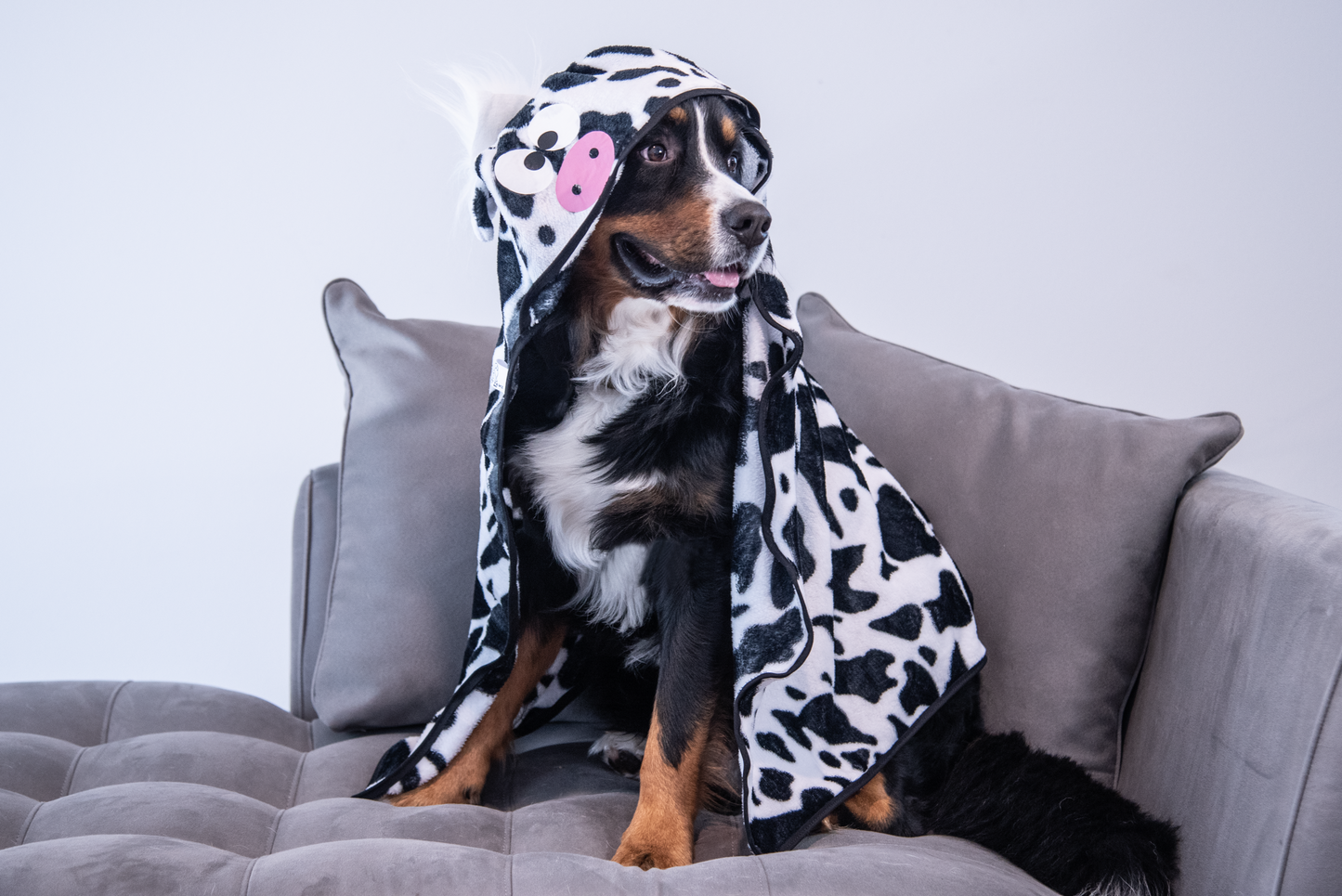 Cow Blanket